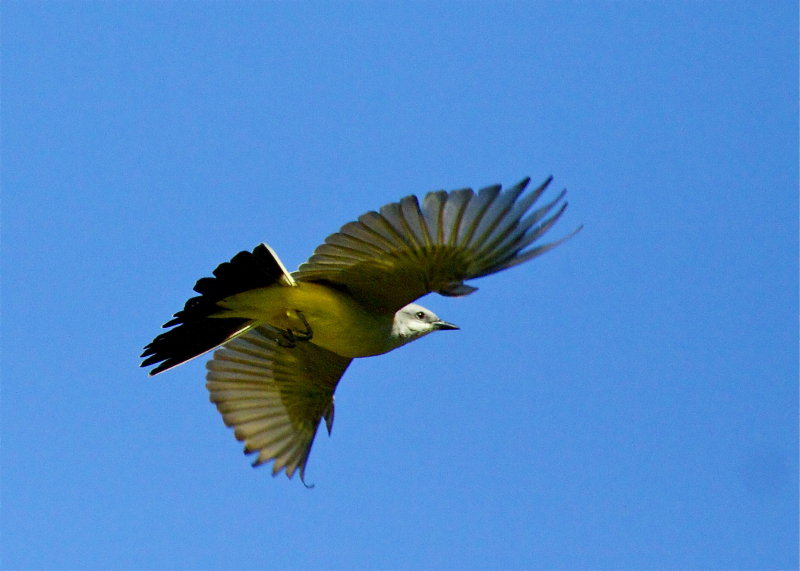 Western Kingbird