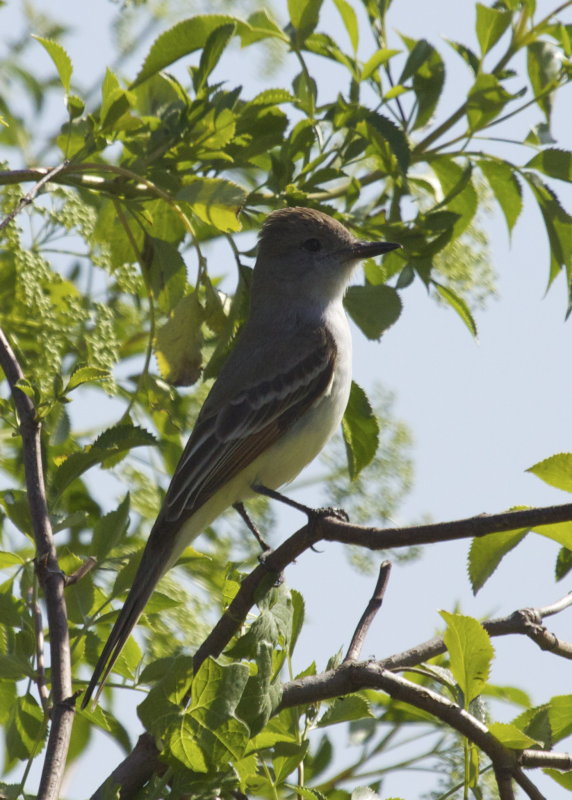 Ash-throated Flycatcher