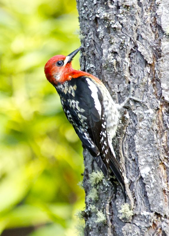 Red-breasted Sapsucker