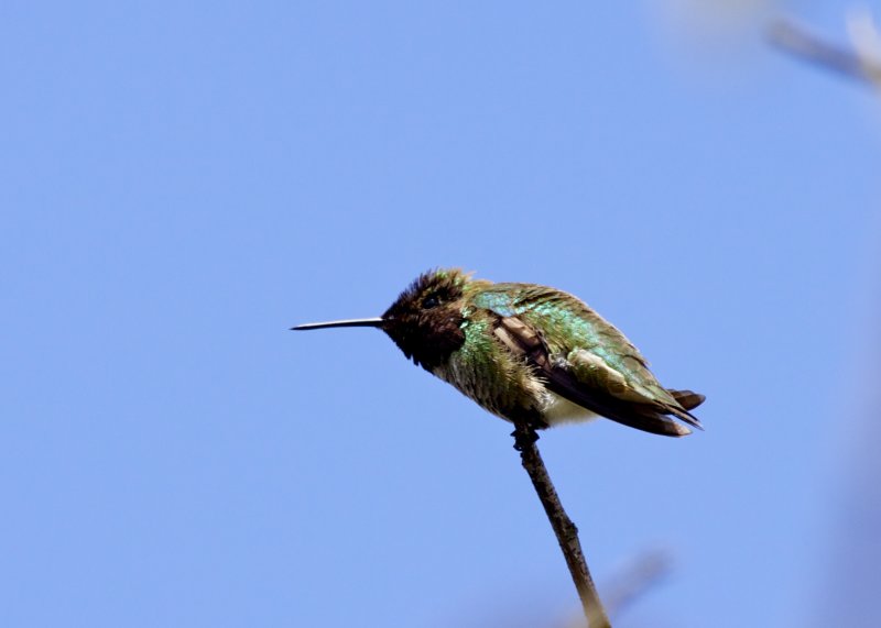 Annas Hummingbird