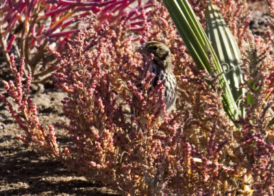 Savannah Sparrow (Beldings)