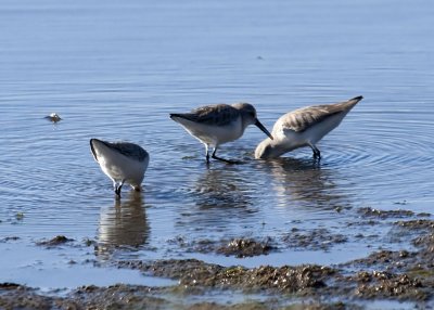 Western Sandpiper