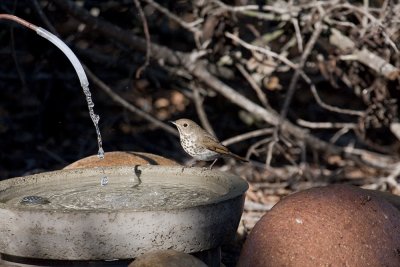 Hermit Thrush