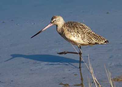 Marbled Godwit