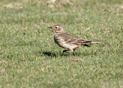 American Pipit