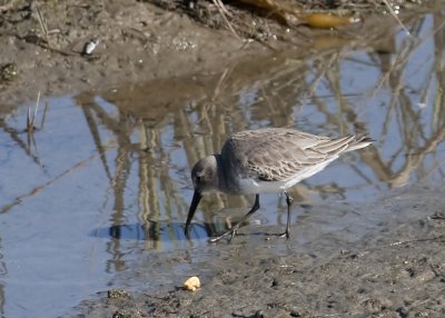 Western Sandpiper
