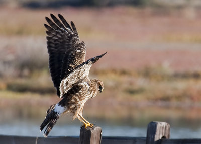 Northern Harrier