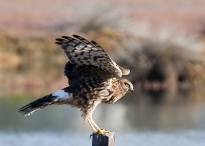 Northern Harrier