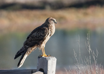 Northern Harrier