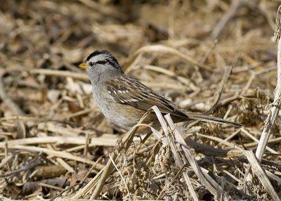 White -crowned Sparrow