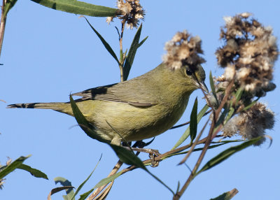 Orange-crowned Warbler