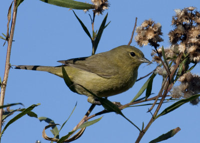 Orange-crowned Warbler