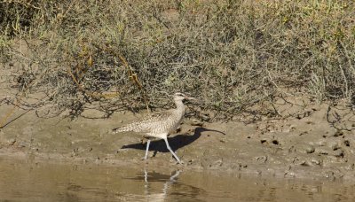 Whimbrel