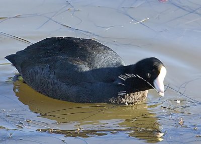 American Coot