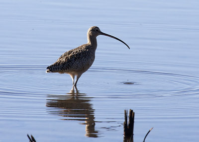 Long-billed Curlew