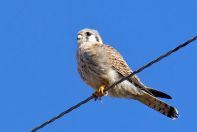 American Kestrel
