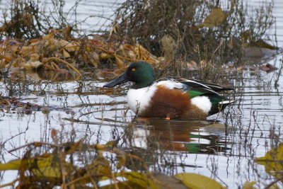 Northern Shoveler