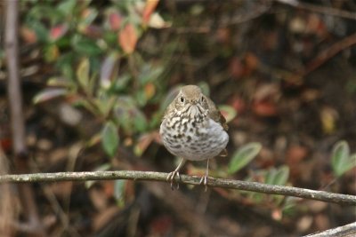 Hermit Thrush