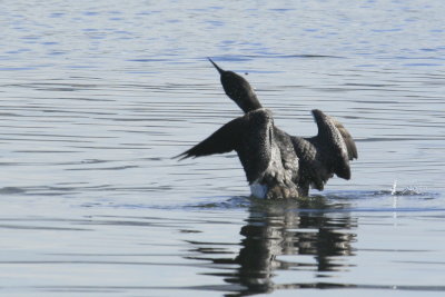 Pacific  Loon