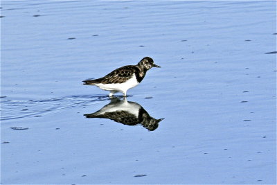 Ruddy Turnstone