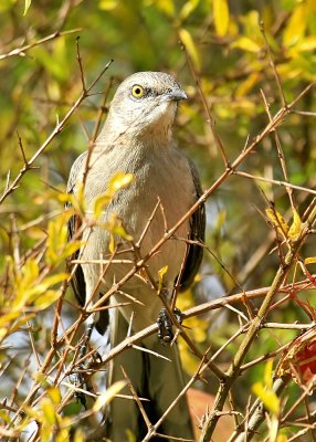 Northern Mockingbird