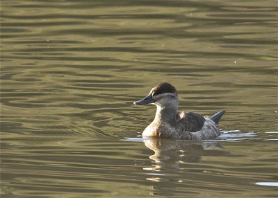 Ruddy Duck