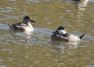 Ruddy Duck
