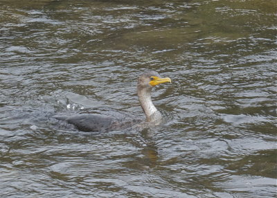Double-crested Cormorant