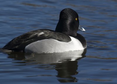 Ring-necked Duck