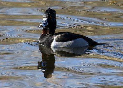 Ring-necked Duck