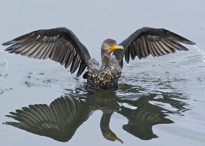 Double-crested Cormorant