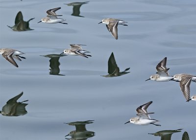 Western  Sandpiper