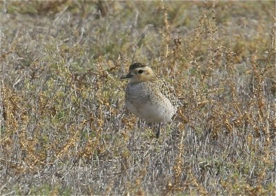 Pacific Golden Plover