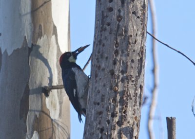 Acorn Woodpecker