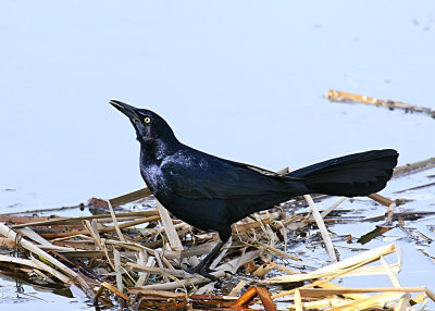Great-tailed Grackle - male