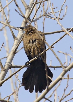 Great-tailed Grackle - (female)