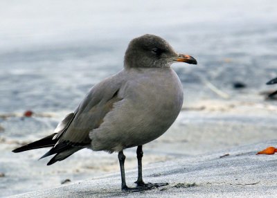 Heermann's Gull (juvenile)