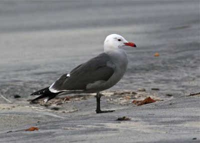 Heermann's Gull (adult)