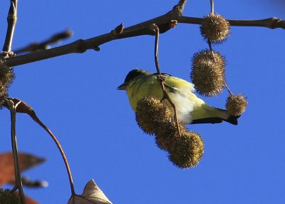 Lessor Goldfinch - male