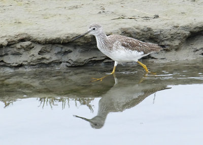 Greater Yellowlegs