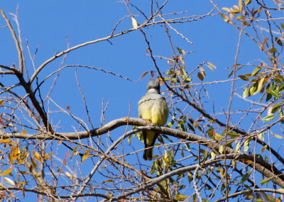 Cassin's Kingbird