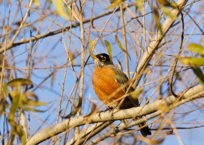 American Robin