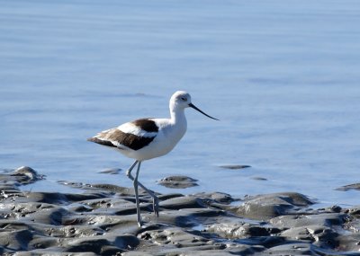 American Avocet