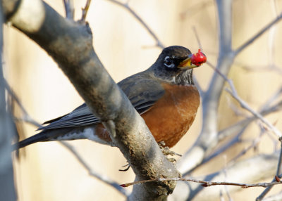 American Robin