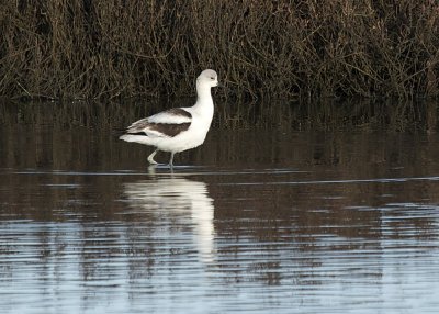American Avocet