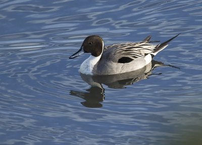 Northern Pintail