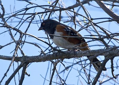 Spotted Towhee
