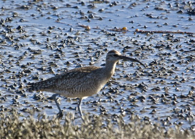 Whimbrel