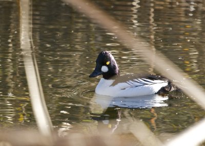 Common Goldeneye