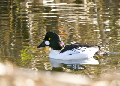 Common Golden Eye